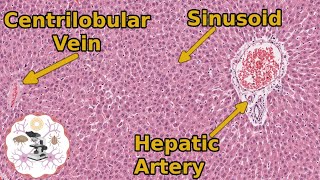 Learn Liver Histology The Basics You Need to Know [upl. by Cathey]