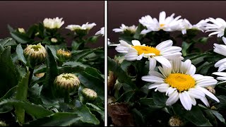 Daisy flower time lapse  growing daisies in an indoor garden [upl. by Ynatsyd267]