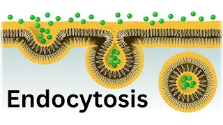 Endocytosis Bulk transport across cell membrane [upl. by Blatt920]