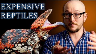 Top 5 Most Expensive Reptiles And The 5 Close Substitutes You Can Afford [upl. by Vanhook1]