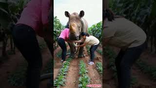 It took 2 women to rescue the rhino [upl. by Busby947]