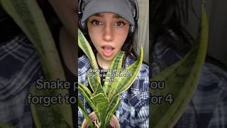 The EASIEST houseplant ever 😭❤️ plants houseplants [upl. by Noiram]