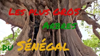 LES PLUS GROS ARBRES DU SENEGAL [upl. by Mairam]