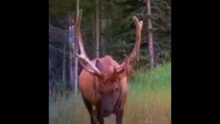 First Antler Velvet Shedding in August  The Rocky Mountain Elk amp Deer Watch new video [upl. by Bruell]