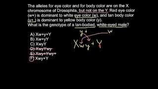 What is hemizygousity [upl. by Zacharias]