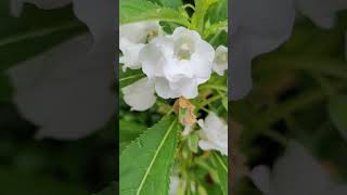 Impatiens balsamina L bóng nước phượng tiên hoa Trị xương khớp đắp ngoài hơi có độc [upl. by Gunas]