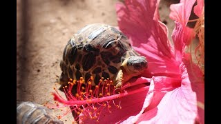 Four perfect and critically endangered hatchlings for Easter [upl. by Etti]