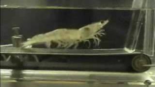 Shrimp Running Experiment Music Video Rocky [upl. by Helfant]