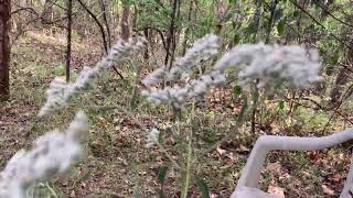 Interview with Late Blooming Thoroughwart  Late Boneset Plant Medicine [upl. by Prager]