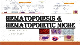 Hematopoiesis amp Hematopoietic Niche  Images  Master Charts  Made Easy [upl. by Itsym]