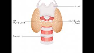 What is a Simple Cuboidal Epithelium [upl. by Hadwin]