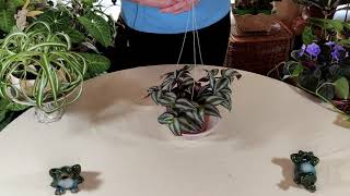 Zebrina Plant Wandering Jew History  Plant Stories [upl. by Imefulo]