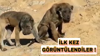 IRAKTA GÖRÜNTÜLENEN İLGİNÇ KÖPEKLER [upl. by Rettig]