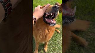 Strong Red Golden Retriever dad and his 14 puppies [upl. by Oniuqa]