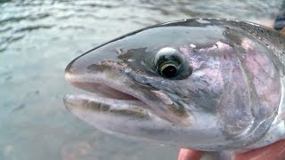 Float Fishing for Massive Winter SteelheadTangled with Captain Quinn [upl. by Ocker]