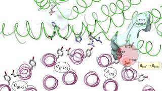 Proton transport through a v ATPase proton channel [upl. by Adnama997]