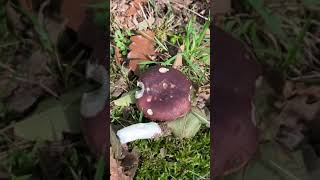 Russula vesca  buono  Conoscere i Funghi  Pillole di Micologia  Giacomo Jack Ispettore Micologo [upl. by Cram]