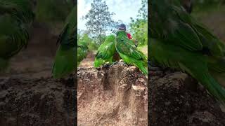 A man walks across a lot of parrots on the groundpart1parrot birds nature eagle dance gaming [upl. by Ammon]