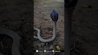 Spectacled Cobra White Morph Highly Venomous [upl. by Leona642]