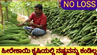 A SUCCESSFULL RIDGE GOURD FARMING ಹೀರೇ ಕಾಯಿ ಕೃಷಿ ಯಶಸ್ಸು ಕಂಡವರು [upl. by Nareht]