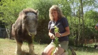 Baby Muskox Hudson [upl. by Ayvid719]