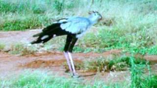 Secretary Bird Stomps On Snake [upl. by Aelc]