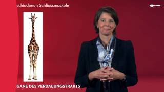 Das Verdauungssystem  Die Anatomie des Verdauungstrakts [upl. by Annavas]