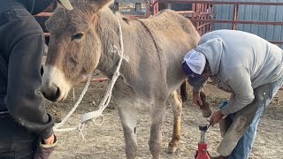 Wild donkey 2nd hoof trimming by farrier Valhalla [upl. by Nuri]