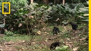 Bonobo the Female Alpha  National Geographic [upl. by Vigen]