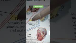 Skull bones songstriks to rememberforyou biology 3d trending anatomy shortsfunnysong [upl. by Blumenthal470]