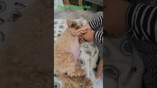 dog is having massage before her babies come to the world 🌎 [upl. by Letty408]