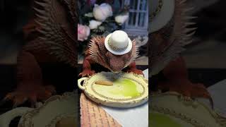 Hahaha is licking the plate okay maned lion lizards magical animals in jitterbug feeding lizards [upl. by Yrellav]