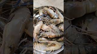 Golda chingri 😋food fishingvideo goldachingri highlights viralvideo viralreelsシ [upl. by Eirrehs]