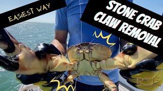 How to Remove Stone Crab Claws Knife Method [upl. by Analise]