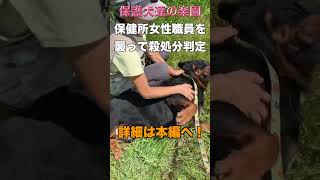 この動画でロットワイラーの本質が理解できるかもです 保護犬を飼おう 可愛い ロットワイラー rottweiler [upl. by Bloch]