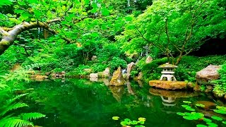 Deep Sleep Music and Nature Sounds  Zen Garden HD Relaxing [upl. by Ysac]