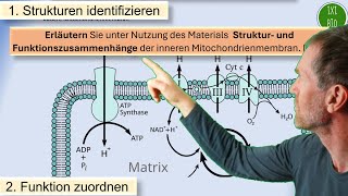 Struktur und Funktion der inneren Mitochondrienmembran  Beispielaufgabe aus meinem Leistungskurs [upl. by Yengac263]