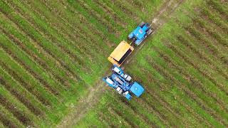 Vendange sud gironde  harvesting [upl. by Krid]