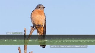 Fantailed Cuckoo Call amp Sounds [upl. by Suirtemid]