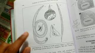 Root knot nematode  Meloidogyne sp [upl. by Joashus822]