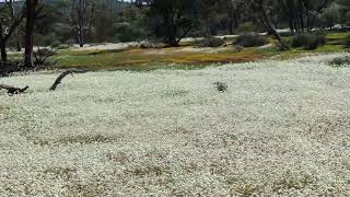 Sea of pompom head flowers catch the breeze at Mt Gibson [upl. by Marguerite919]