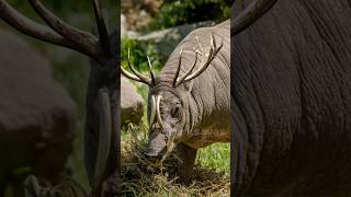 This Creature Must Be Out Of This World explore dailyfact indonesia babirusa explorepage [upl. by Epner]