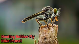 Hunting Pake Lensbong HP Sony 25mm di Sarang Robber Fly  Lensbong HP [upl. by Dosh863]