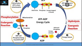 ATPADP ENERGY CYCLE [upl. by Nnaerb]