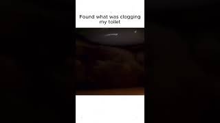 Bro found the goldfish source 😂🐱 funnycats catlover catvideo shortsviral [upl. by Eupheemia]