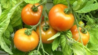 Tomaten ganz leicht selber anbauen [upl. by Oregolac]