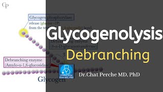 Glycogenolysis  Debranching  Epinephrine and phosphorylase kinase 【USMLE Biochemistry】 [upl. by Tama590]