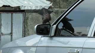 Garrapatero común Crotophaga ani Smoothbilled Ani [upl. by Sema]