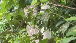 Bornean WhiteBearded Gibbon grabbing bananas [upl. by Maddock]