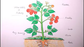 How TO Draw tomato plants step by stepdraw a planttomato plant drawing [upl. by Dermott]